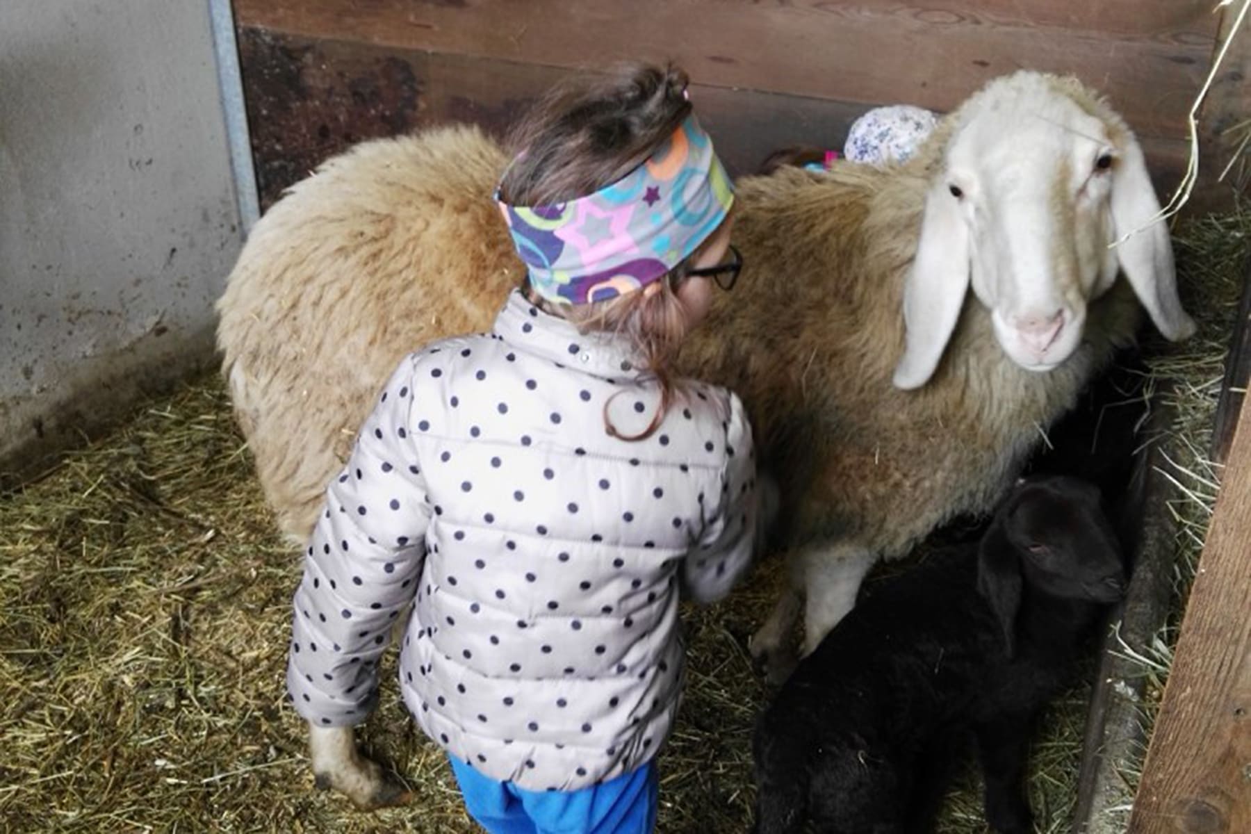 Nestl Apartments - Bauernhof mit Kindern - Schafe