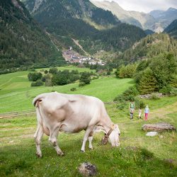 Nestl Apartments - Wandern mit Kühen und traumhafter Aussicht in Ratschings